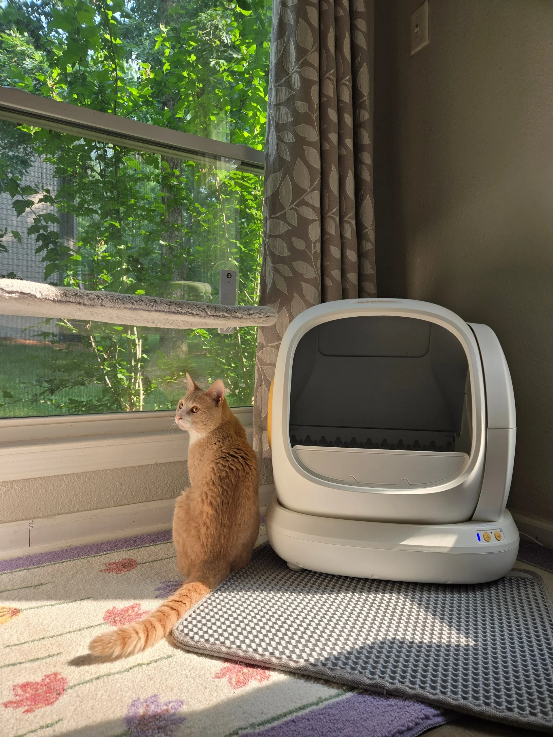 For You and Your Furry Friends Want | Meowant