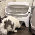 Is Meowant the Secret to Happy Pets? Our Honest Review